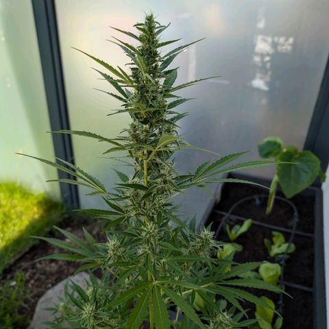 Monkey growlog timeline photo