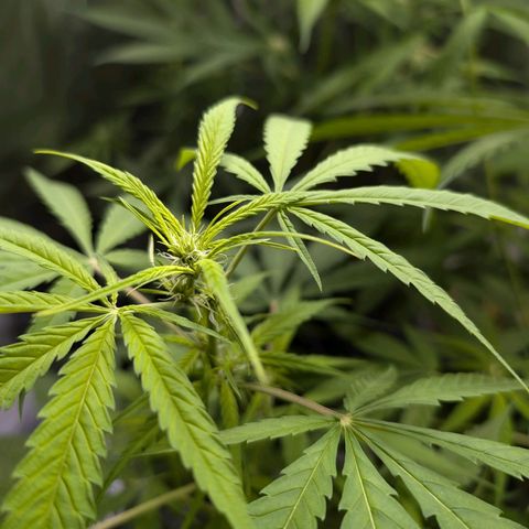 Pflännzi growlog photo: Luftfeuchtigkeit schwankt seit Neuinstallation des Neuen Luftentfeuchters zwischen 52-60%