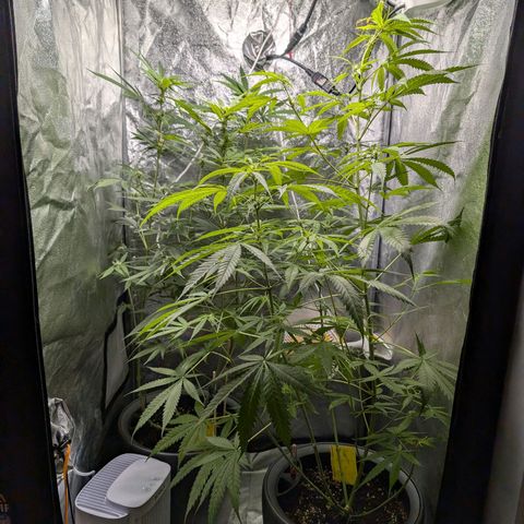 Pflännzi growlog photo: Luftfeuchtigkeit schwankt seit Neuinstallation des Neuen Luftentfeuchters zwischen 52-60%