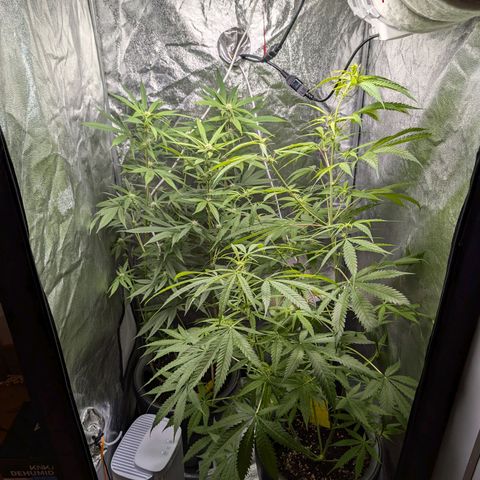 Pflännzi growlog photo: Luftfeuchtigkeit schwankt seit Neuinstallation des Neuen Luftentfeuchters zwischen 52-60%