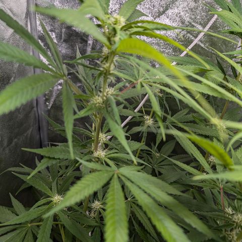 Pflännzi growlog photo: Luftfeuchtigkeit schwankt seit Neuinstallation des Neuen Luftentfeuchters zwischen 52-60%
