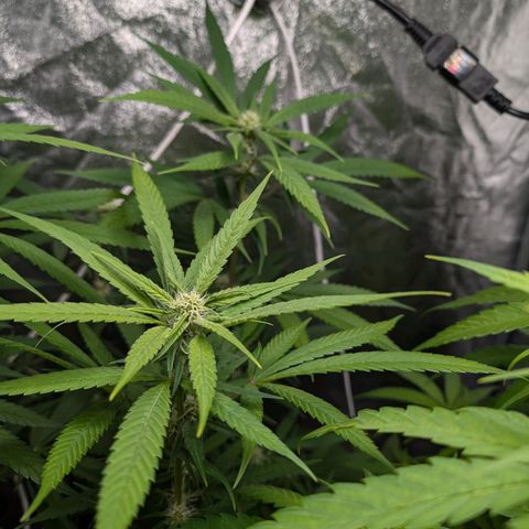 Pflännzi growlog photo: Luftfeuchtigkeit schwankt seit Neuinstallation des Neuen Luftentfeuchters zwischen 52-60%