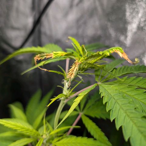 Pflännzi growlog photo: Luftfeuchtigkeit schwankt seit Neuinstallation des Neuen Luftentfeuchters zwischen 52-60%