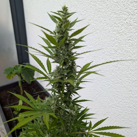 Monkey growlog timeline photo