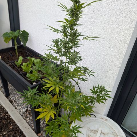Monkey growlog timeline photo