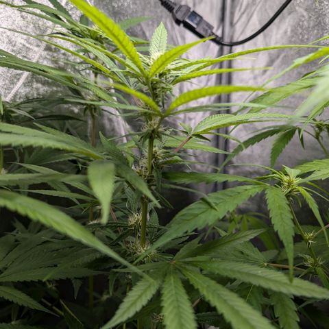 Pflännzi growlog timeline photo