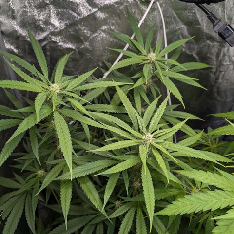 Pflännzi growlog timeline photo