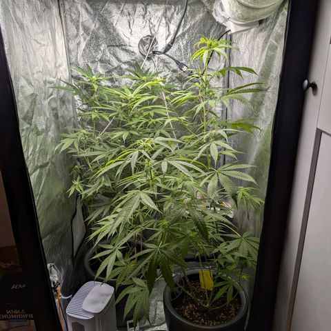 Pflännzi growlog timeline photo