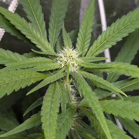 Pflännzi growlog timeline photo