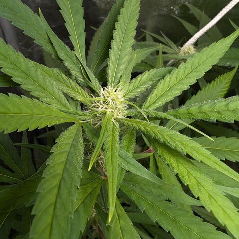 Pflännzi growlog timeline photo