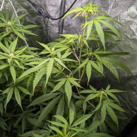 Pflännzi growlog timeline photo