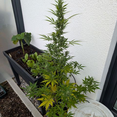 Monkey growlog timeline photo