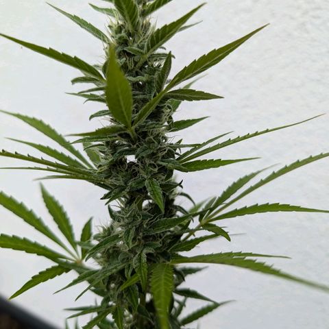 Monkey growlog timeline photo