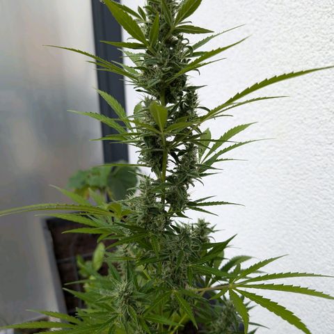 Monkey growlog timeline photo