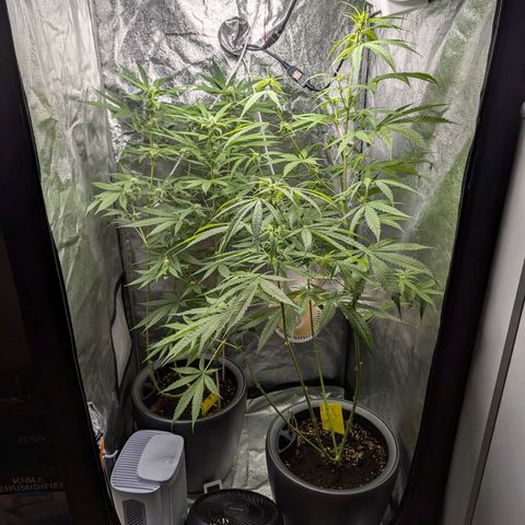 Pflännzi growlog timeline photo
