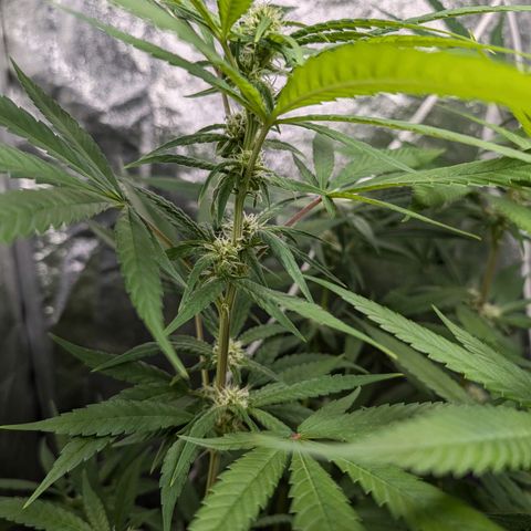 Pflännzi growlog timeline photo