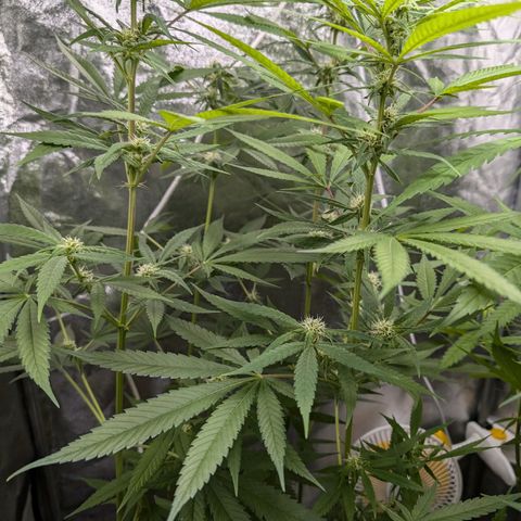 Pflännzi growlog timeline photo