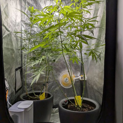 Pflännzi growlog timeline photo