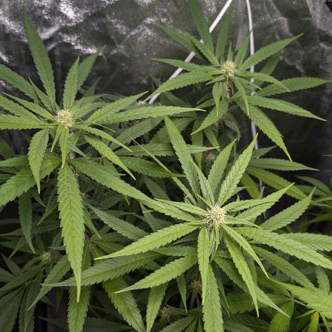 Pflännzi growlog timeline photo