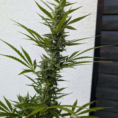 Monkey growlog timeline photo