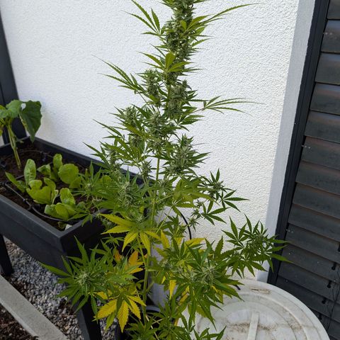 Monkey growlog timeline photo