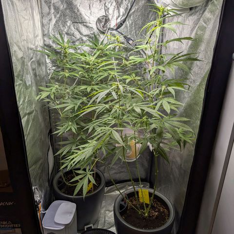 Pflännzi growlog timeline photo