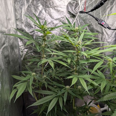Pflännzi growlog timeline photo