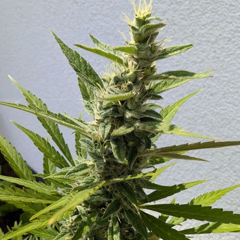 Monkey growlog timeline photo
