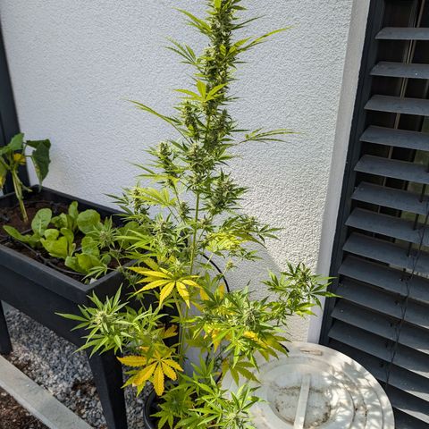 Monkey growlog timeline photo