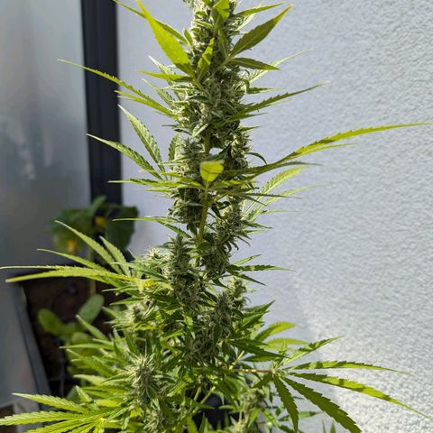 Monkey growlog timeline photo