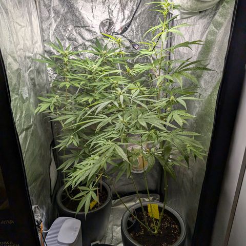 Pflännzi growlog timeline photo