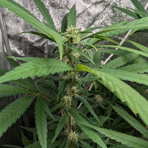 Pflännzi growlog timeline photo