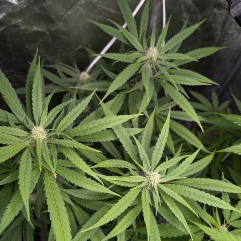 Pflännzi growlog timeline photo