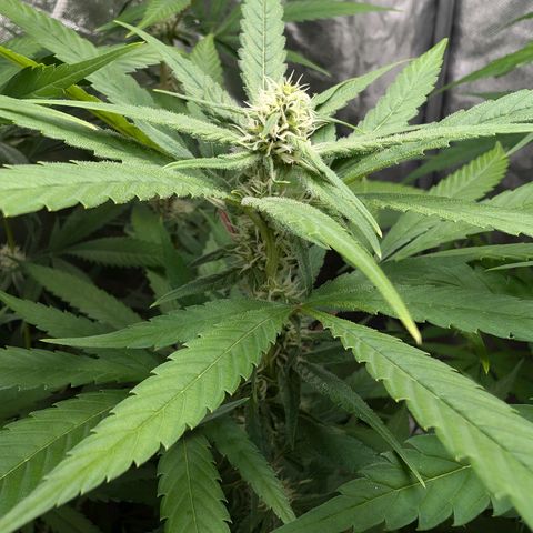 Pflännzi growlog timeline photo