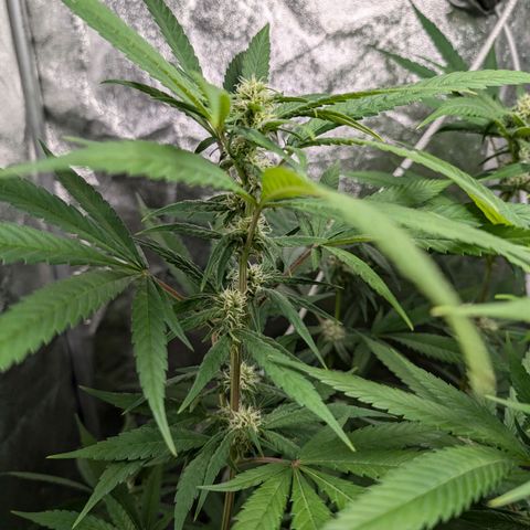 Pflännzi growlog timeline photo