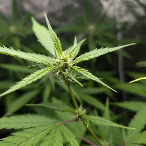 Pflännzi growlog timeline photo