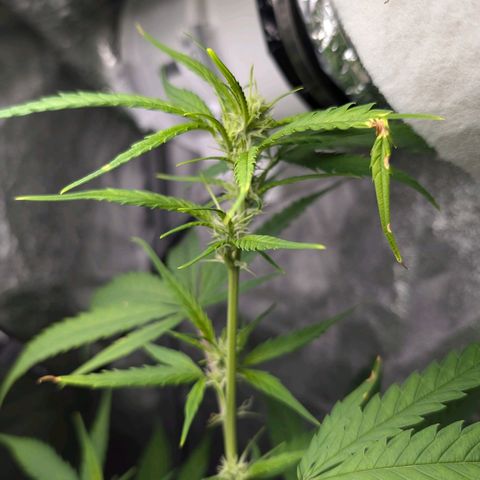 Pflännzi growlog timeline photo
