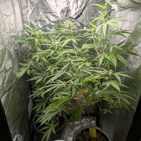 Pflännzi growlog timeline photo