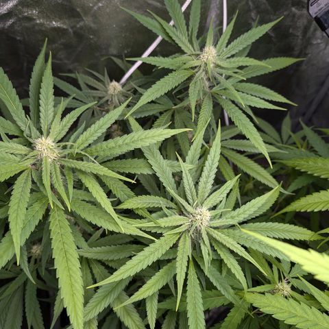 Pflännzi growlog timeline photo