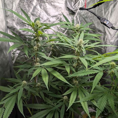Pflännzi growlog timeline photo