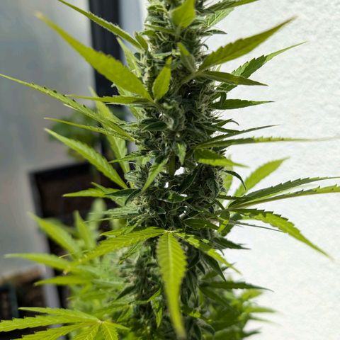 Monkey growlog timeline photo