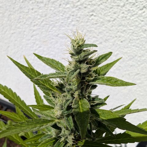 Monkey growlog timeline photo