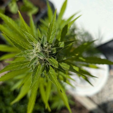 Monkey growlog timeline photo