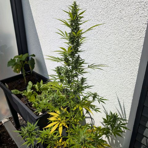 Monkey growlog timeline photo