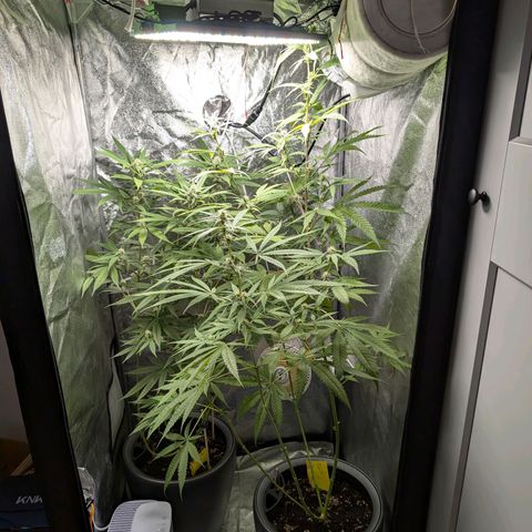 Pflännzi growlog timeline photo