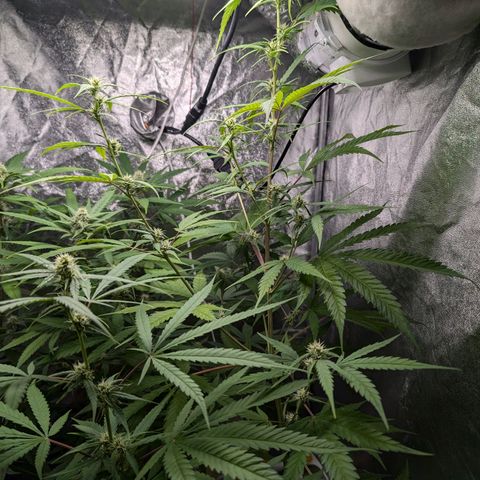 Pflännzi growlog timeline photo