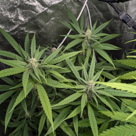 Pflännzi growlog timeline photo