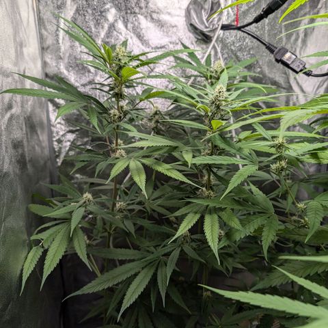Pflännzi growlog timeline photo