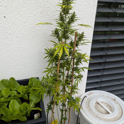 Monkey growlog timeline photo