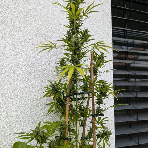 Monkey growlog timeline photo